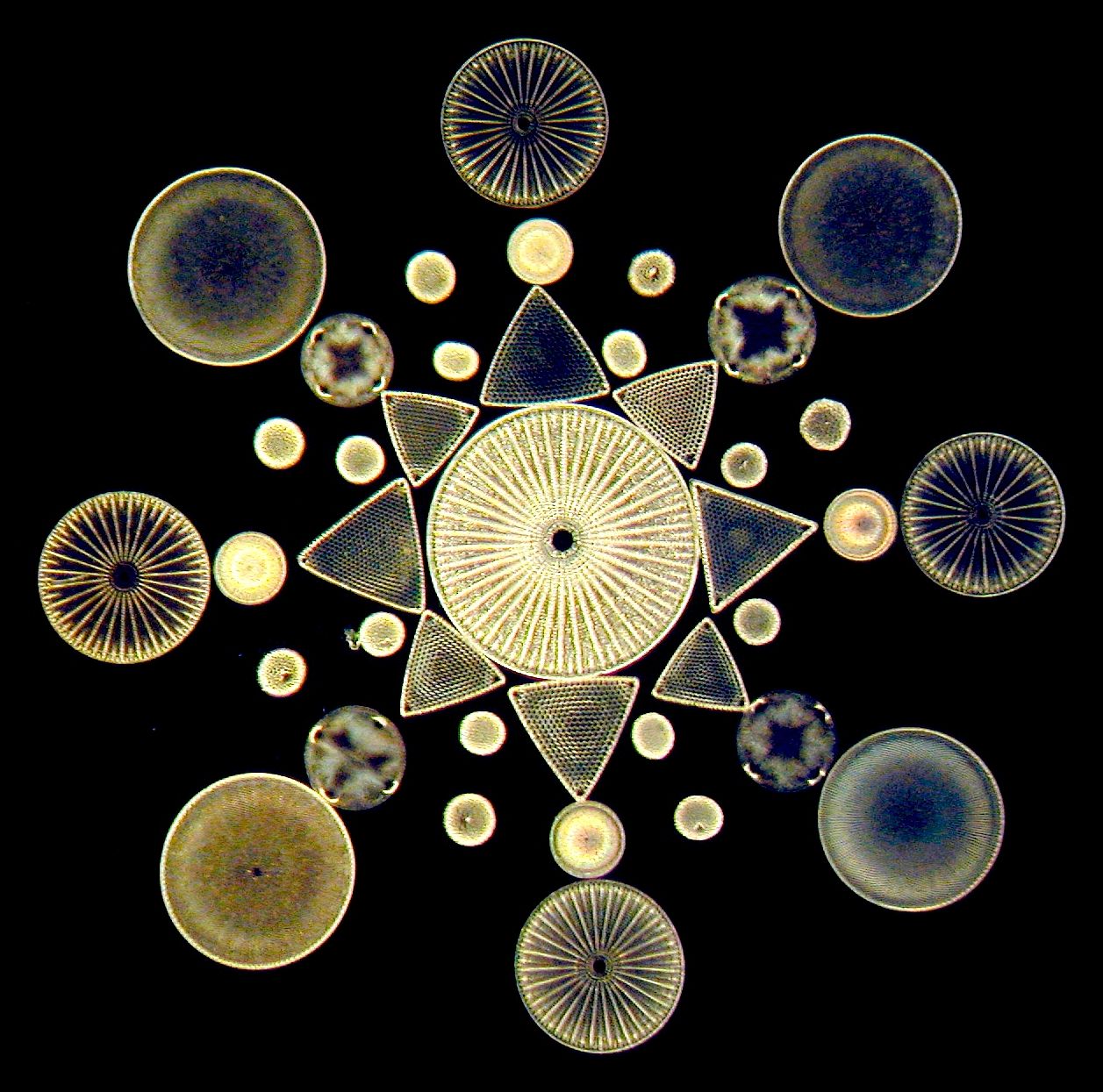 diatoms microscope slide