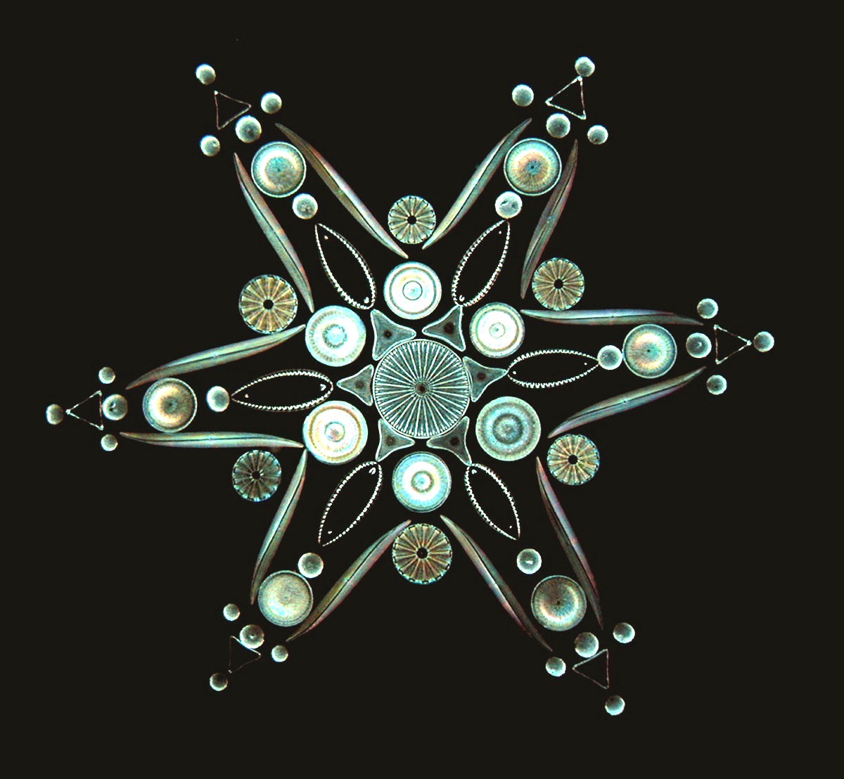 diatoms microscope slide