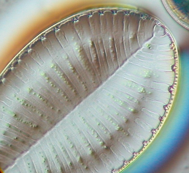 Diatoms Labeled
