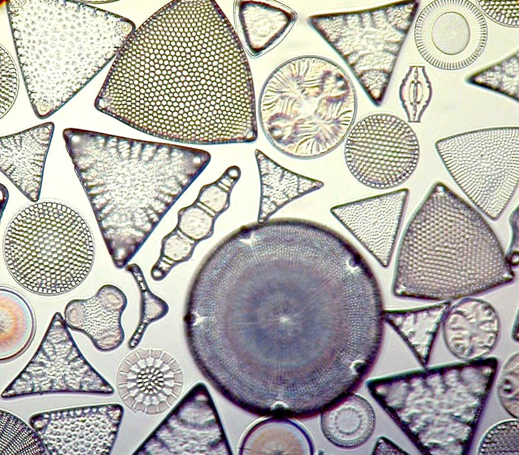 diatoms microscope slide